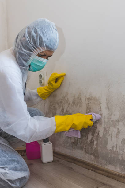 Best Black Mold Removal  in Jasper, AL